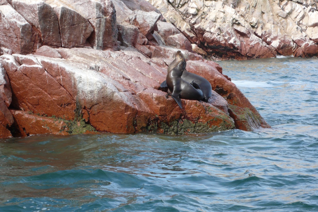 Sea lions at Ballestas Islands (Source: MRNY)