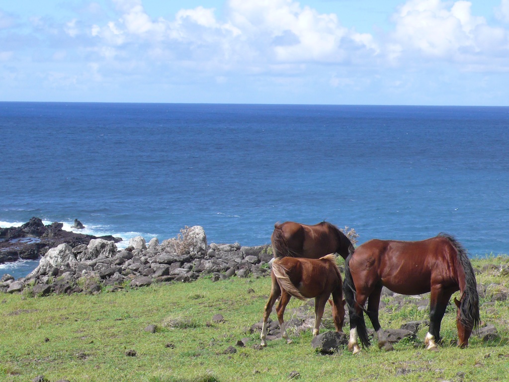 Wild horses roam freely on Rapa Nui (Easter Island)  (Source: MRNY)