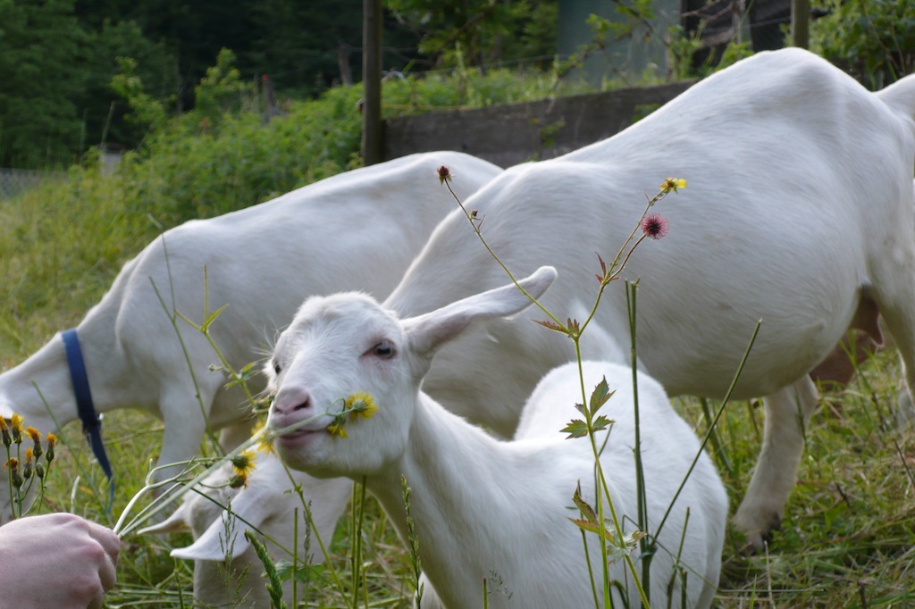 Goats on the downslope of the Uetilberg, Zurich’s local mountain  (Source: MRNY)