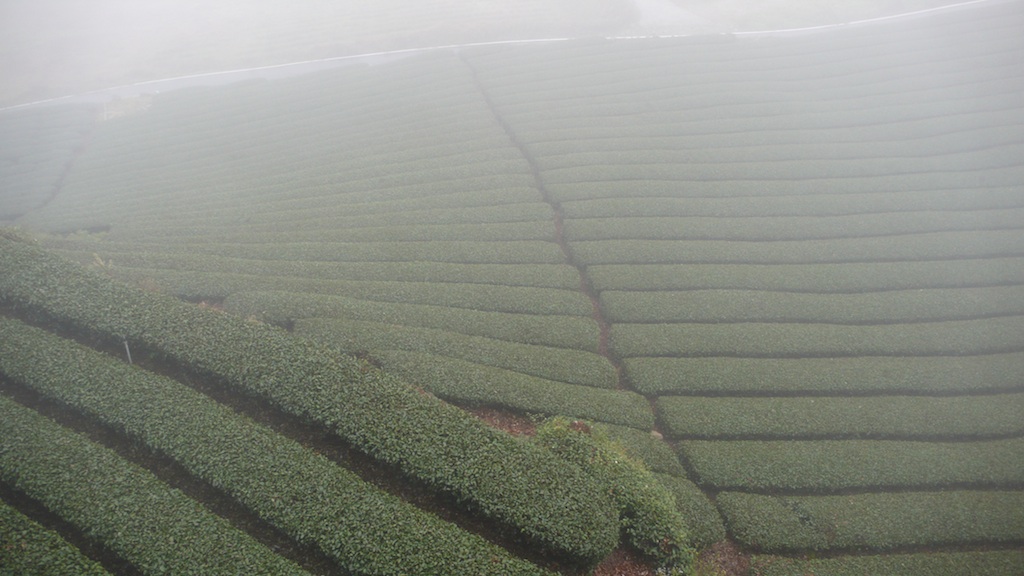 Oolong tea plantation in Alishan (Source: MRNY)